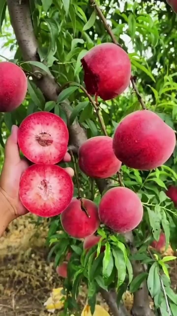 血桃苗 中桃25血桃果肉鮮紅汁如血 離核豐產(chǎn)好管理 保證品種