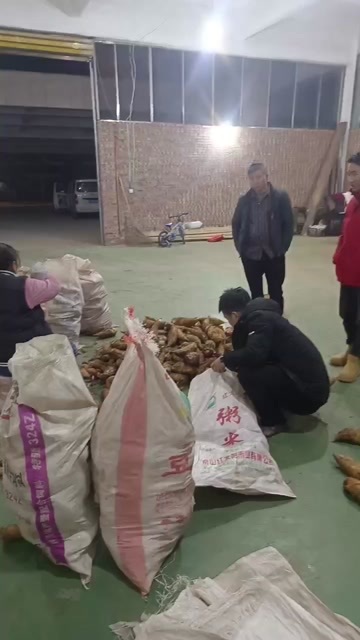 赤水市贵州赤水黄泥冬笋新鲜现挖农家特产赤水竹笋