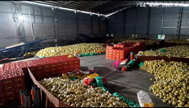 梅州广东梅县沙田柚新鲜采摘 整车配送 原产地发货  支持代发