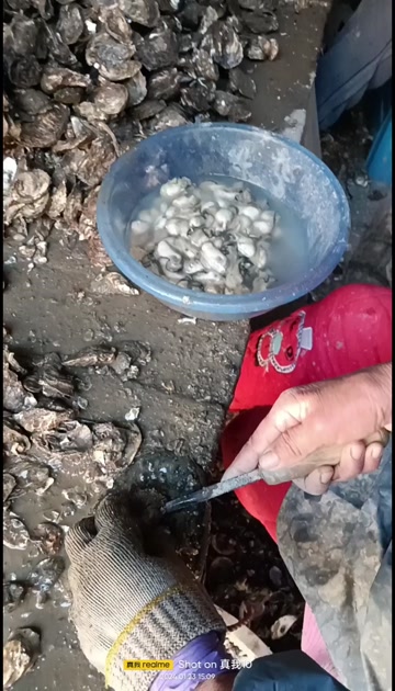 福建海蛎，正是吃海蛎的季节，可带壳批发，需要的朋友联系一下哦