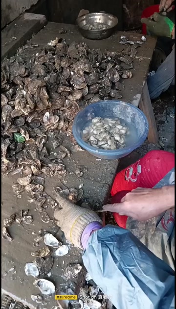 福建海蛎，正是吃海蛎的季节，可带壳批发，需要的朋友联系一下哦