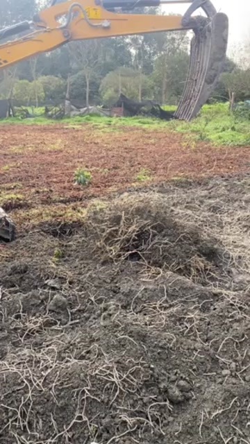 犍为县基地直供折耳根