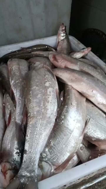 淮安大鱼批发