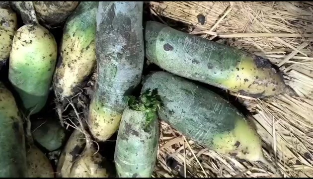 长春水果萝卜