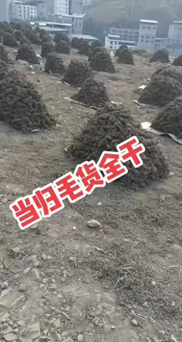 甘洛县当归干货上市了。￼有需要的联系货量有限。￼