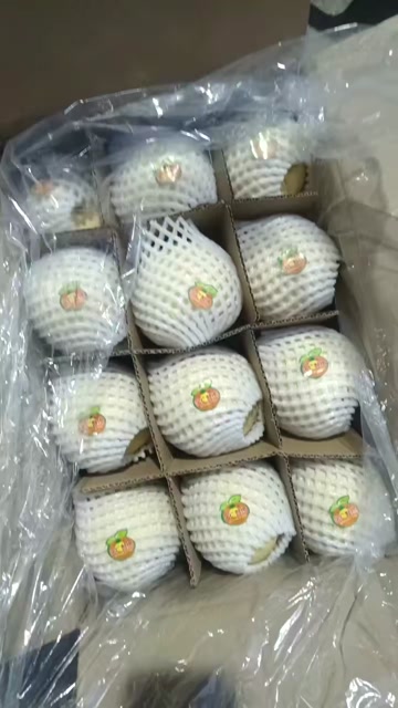 陕西纸袋酥梨（砀山酥梨）现货供应欢迎采购货源充足预售从速