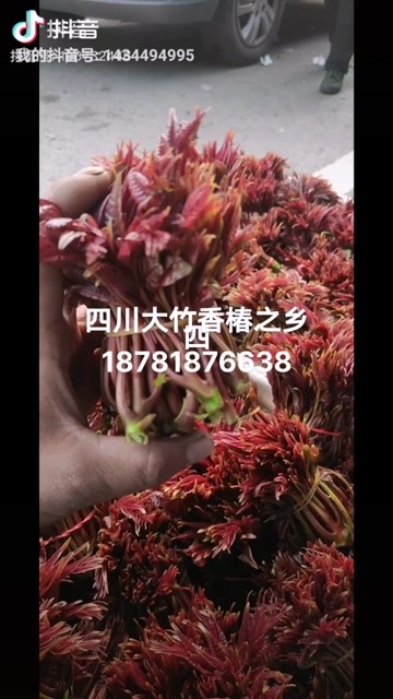 大竹县绿香椿芽