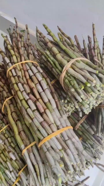 云南水果铁皮石斛鲜条基地直发 胶质好 包邮