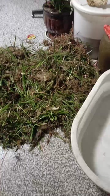  中药材菖蒲