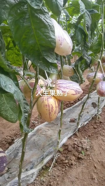  人参果