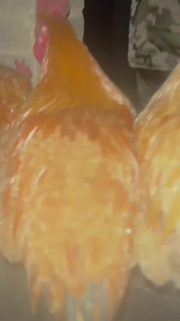  鸡苗
