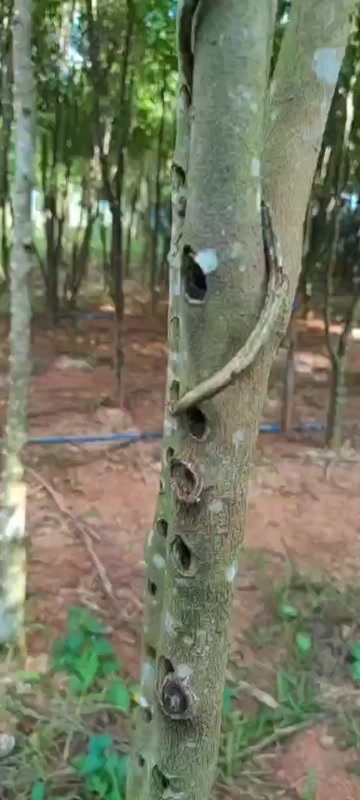  奇楠沉香树