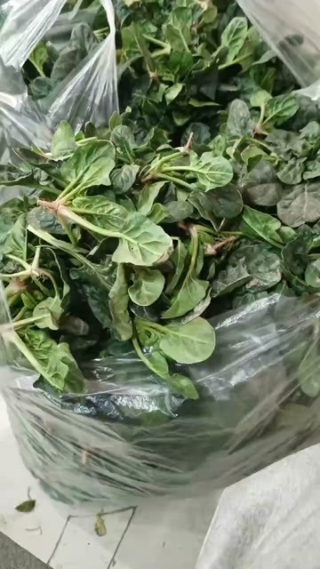 通许县大叶菠菜   现摘现发   一手货源   量大从优