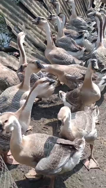  狮头鹅