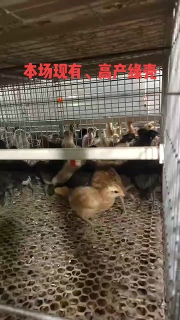  鸡苗