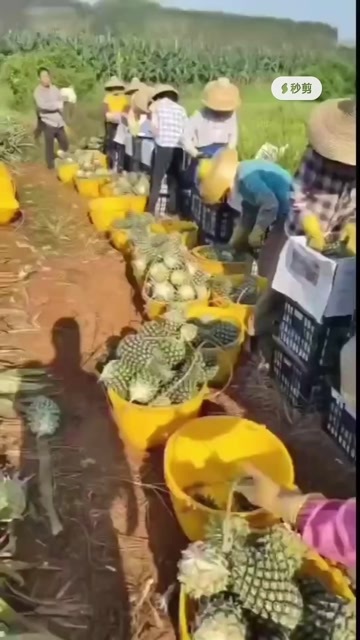  香水菠萝