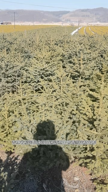  云杉定植苗