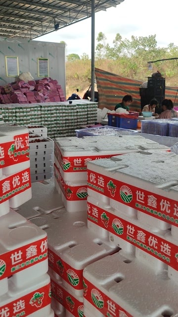  圣女果