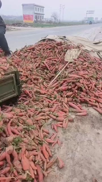  胡萝卜