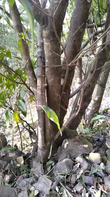  马比木