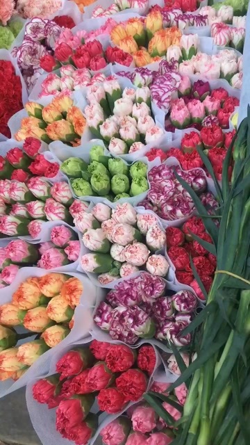 昆明康乃馨，康乃馨鲜切花，云南鲜花基地，云南昆明基地直发。
