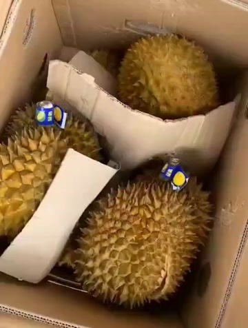  榴莲