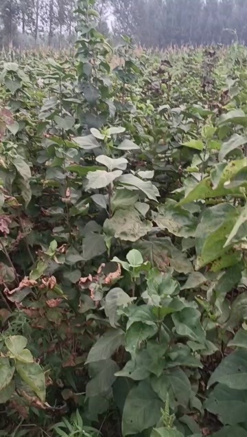  丁香
