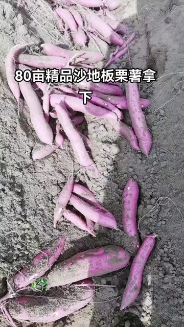 咸阳陕西咸阳五十万斤精品秦薯五号开库了，持续供应到24年6月中旬