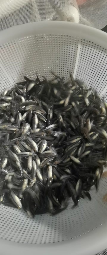  加州鲈鱼苗