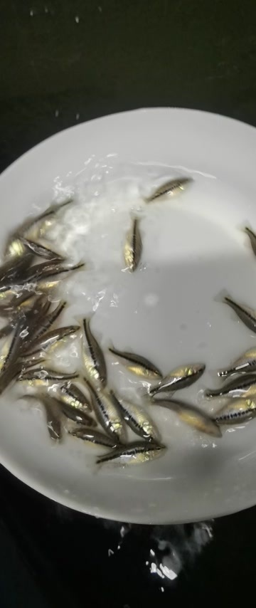  加州鲈鱼苗