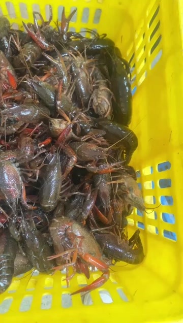 仙桃市湖北潜江清水小龙虾鲜活批发234钱456钱789钱