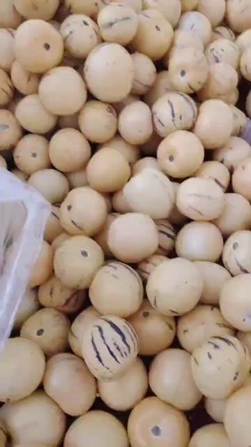 陆良县石林人参果，大果，特果，十合一，猪八戒