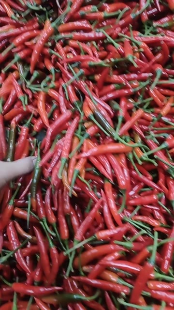  小米椒