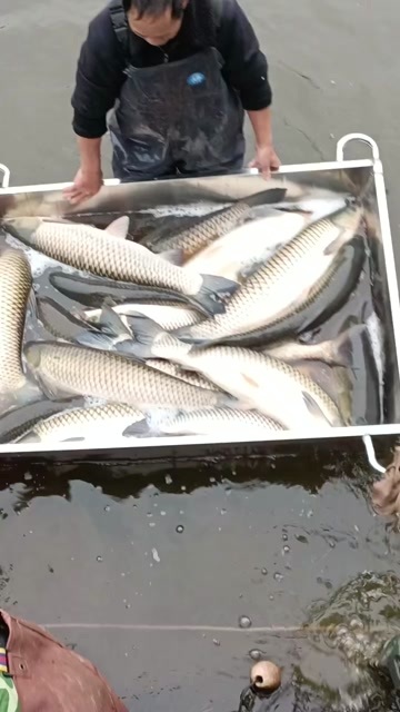 昭通草鱼