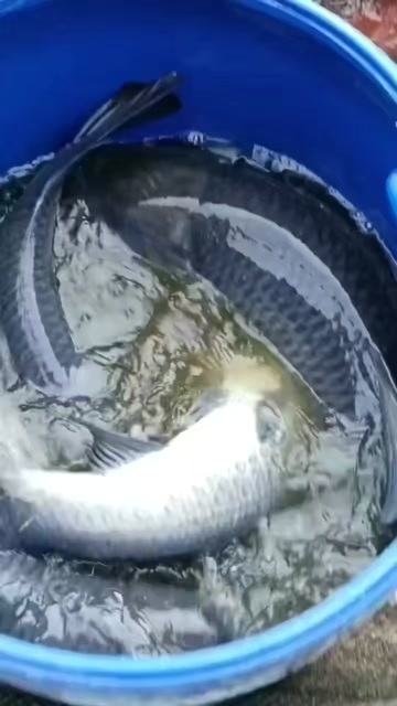  青鱼