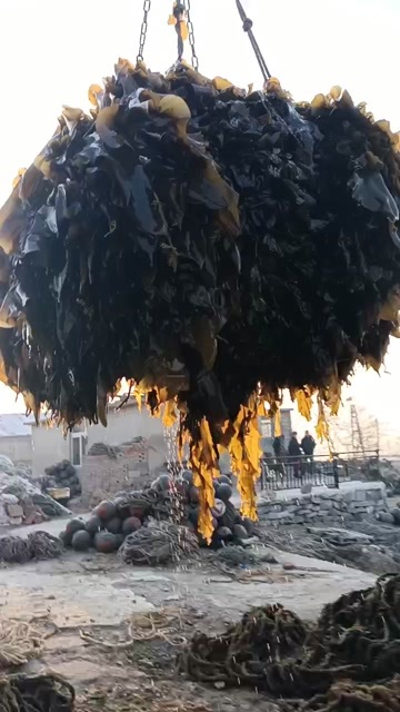  鲜海带
