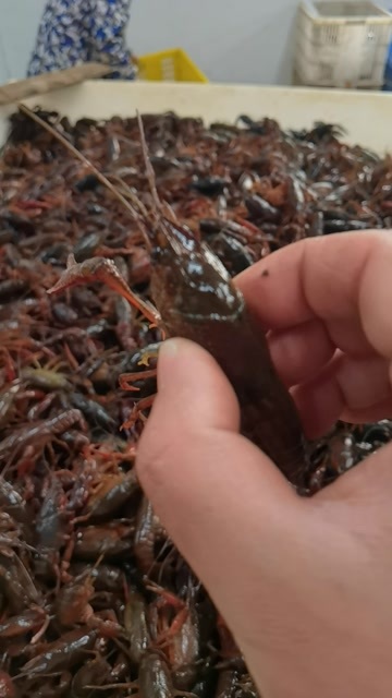 潜江市小龙虾