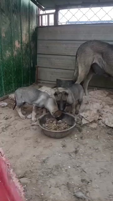  狼狗