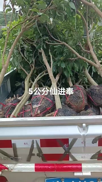 灵山县荔枝苗