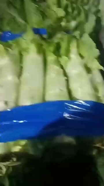 莴笋