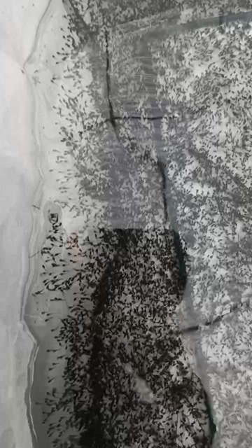  牛蛙