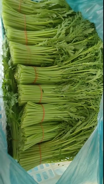  茼蒿