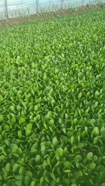  上海青