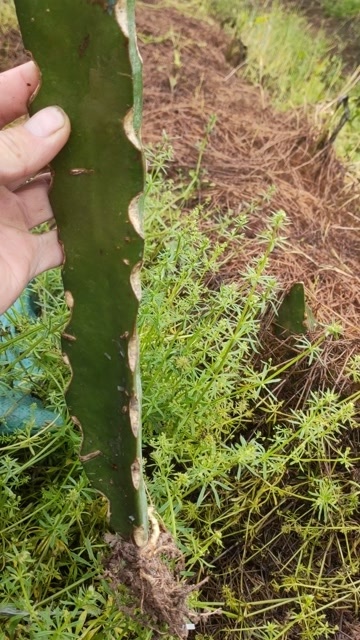  火龙果苗