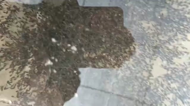  牛蛙苗