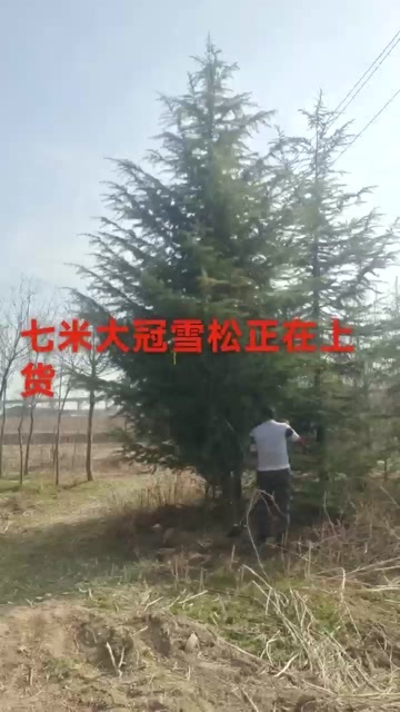  喜马拉雅雪松
