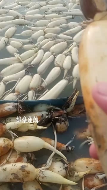海丰县早莲藕