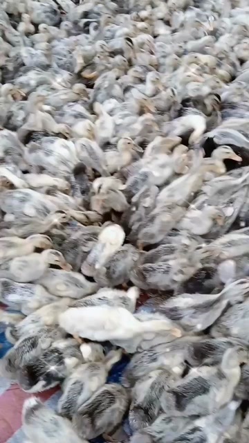 高安市蛋鸭
