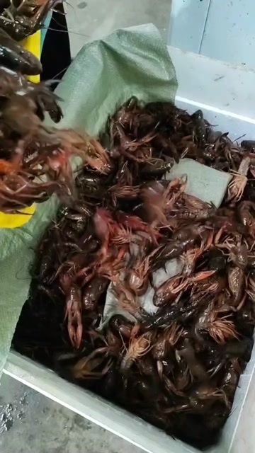  小龙虾
