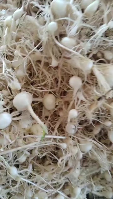 辉南县野蒜，小根蒜，鲜薤白